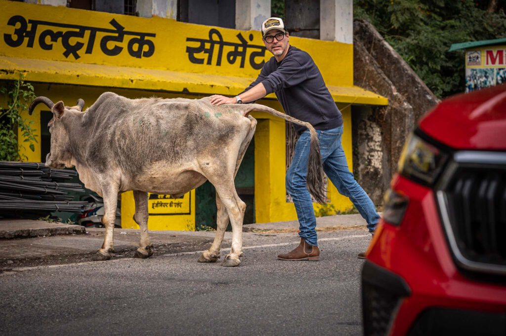 Störrische Kuh, Indien